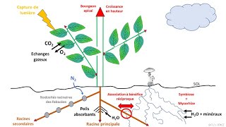 Les surfaces déchanges chez les végétaux [upl. by Kulsrud]