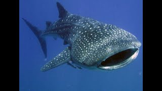 CebuPhilippinesWhale sharks [upl. by Alemac]