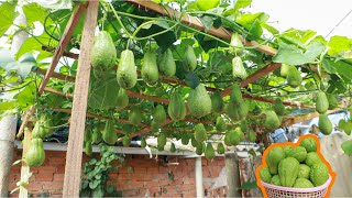 The method of Growing Chayote on the terrace is easy so many fruits [upl. by Norit]