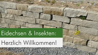 Ein neuer Naturgarten entsteht  Teil 1 Wir bauen eine Trockenmauer mit Bepflanzung [upl. by Eliza]