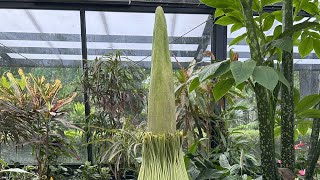 Corpse Flower Livestream [upl. by Eelirem854]