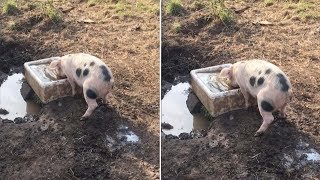 Pig Cant Stop Peeing [upl. by Santa]