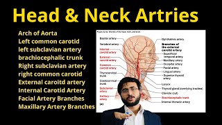 Head and Neck Arteries  Circulatory system  Flow chart [upl. by Magill]