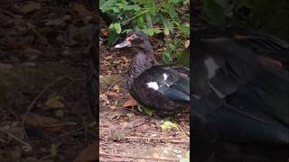 Moschusente Weibchen  Muscovy Duck  Cairina Moschata Female Tierpark  Birkenheide [upl. by Euqinahc519]