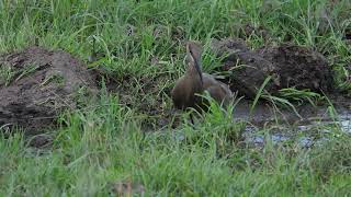 Hamerkop feeding  Masai Mara wildlife wildlifephotoghraphy hamerkop masaimaranationalpark [upl. by Nitsruk621]