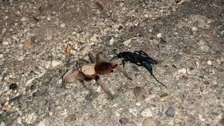 Tarantula vs Tarantula Hawk [upl. by Laura]