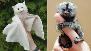 25 Cutest Exotic Animals You Can Own As Pets [upl. by Hazlett]