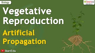 Vegetative Reproduction  Artificial Propagation  iKen  iKen Edu  iKen App [upl. by Ttocserp733]