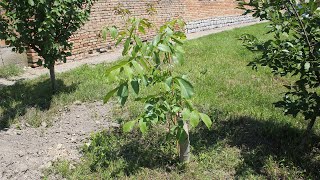 Kalemljenje oraha  primer uspešnog kalemljenja oraha na otvorenom [upl. by Eyram]