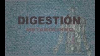 Digestión  Metabolismo [upl. by Enyahs]