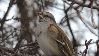 American Tree Sparrow singing [upl. by Dyl]