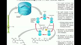 Anatomy  Vision Part 2  Photoreceptor Signaling amp Photobleaching [upl. by Linker]