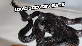 HOW TO BREED MEXICAN BLACK KINGSNAKES EVERY TIME [upl. by Osborn]