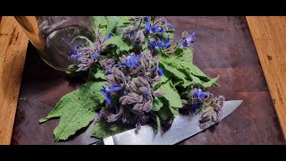 Borage  tincture and oil for skin care [upl. by Paley]