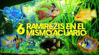 Mi COLECCION DE CICLIDOS ENANOS RAMIREZIS  AQUA RC [upl. by Jaddan682]