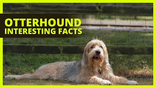 OTTERHOUND BREED 101  Interesting facts about Otterhounds that you might not know [upl. by Meras180]