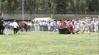 Paard op hol tijdens Boerendag in Rijsbergen [upl. by Atinus]