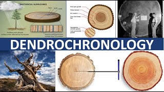 DENDROCHRONOLOGY  TREERING DATING [upl. by Soneson]