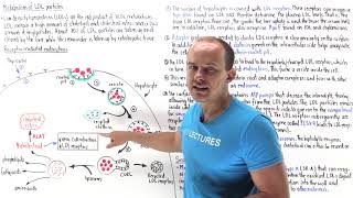 Metabolism of lowdensity lipoproteins LDLs [upl. by Perl]