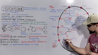 Peroxisome Structure and Functions of Peroxisome Detailed Series [upl. by Nnaed189]