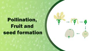 Pollination Fruit and seed formation  Reproduction in Plants  Class VII [upl. by Llewon]