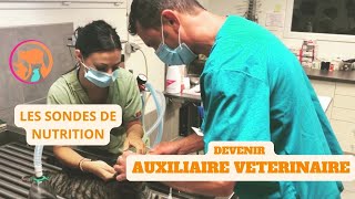 AUXILIAIRE VETERINAIRE  LES SONDES DE NUTRITION [upl. by Aihtak]