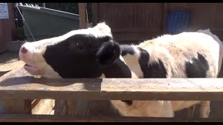 FARM ANIMALS amp THEIR SOUNDS Part 3 Babies Toddlers Preschool amp K3 [upl. by Haisej]