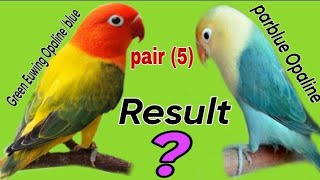 How to produce parblue Euwing Opaline green Euwing Opaline into parblue Opaline pairing result [upl. by Aimat]