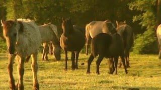 Das Rangordnungsverhalten der Pferde [upl. by Aurea]