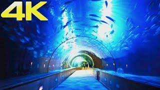 Oceanogràfic Valencia  The Largest Aquarium amp Marine Park in Europe  4K [upl. by Brett74]