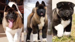 Funny and Cute American akita puppies compilation in 2022 [upl. by Asirrak884]