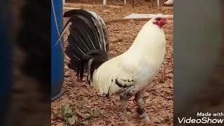 Joe Redmond Grey Gamefowl [upl. by Bogie107]