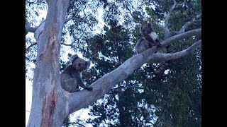 Crazy Koala Fight [upl. by Nahtanoy]