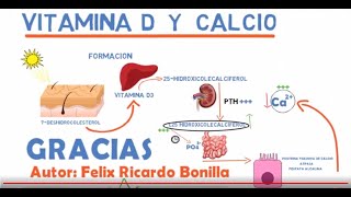 Metabolismo del calcio y la vitamina D [upl. by Ozne]