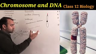 Chromosome and DNA class 12 Biology  IntroductionDiscovery and numbers of chromosomes [upl. by Bullock911]