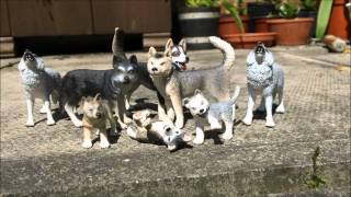 Schleich Wolf and Husky toy collection [upl. by Cimah]