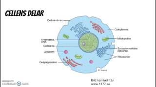 Cell organ vävnad [upl. by Browne]