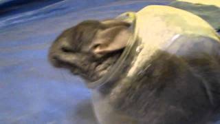 Chinchilla Dust Bath in Fish Bowl [upl. by Aluor396]