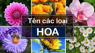 TÊN CÁC LOẠI HOA  Names of flowers [upl. by Pleasant964]