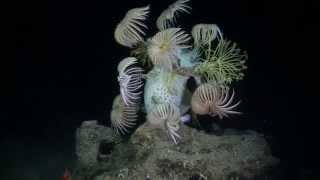 Deep Sea Crinoids at 1200 feet [upl. by Yromem]