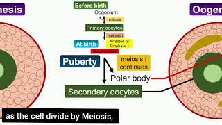 Oogenesis Animation [upl. by Elliott68]