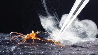 How bombardier beetles bomb [upl. by Morice]