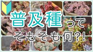 【多肉植物 普及種】私が厳選した11種類をご紹介します [upl. by Ahseryt]