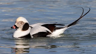 Longtailed Duck  Old Squaw duck [upl. by Mavilia]