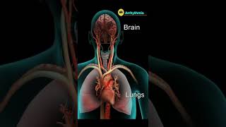 What is ArrhythmiaIrregular Heart Sounds💓💞💗💖 [upl. by Ardnod]