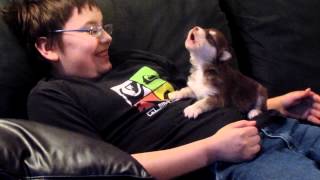 BelkaAlaskan MalamuteSiberian Huskyour 20 day old pup howling [upl. by Azila546]