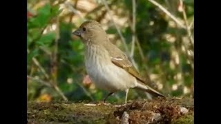 Common Rosefinch Female [upl. by Carrissa]