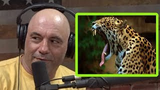 Joe Rogan Ever Seen a Jaguar Tripping Out On DMT [upl. by Towers]