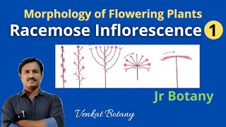 Racemose Inflorescence 1  Morphology of flowering Plants  Jr Botany [upl. by Hpseoj]