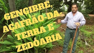 Gengibre açafrão da terra e zedoaria Qual a diferença e como plantálas [upl. by Kizzie763]